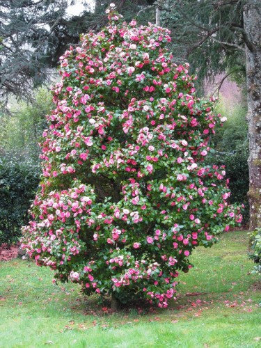 Camelia rosa scuro...