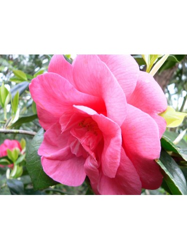 Camelia rosa scuro...