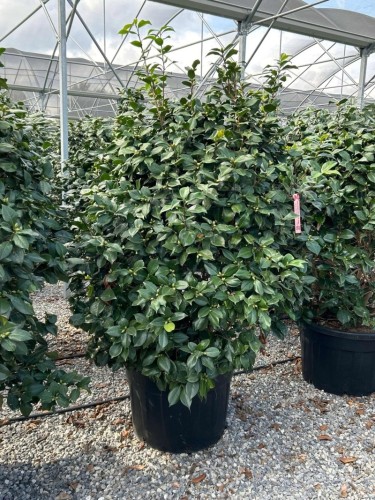 Camelia rosa intenso rosso...