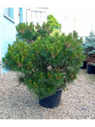 Pino Brepo "Pinus nigra...