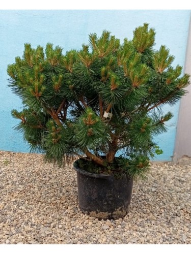 Pino Brepo "Pinus nigra...