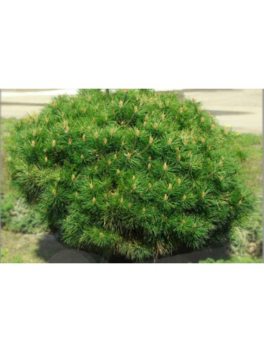 Pino Brepo "Pinus nigra...