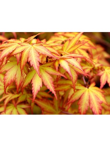 Acero rosso giapponese...