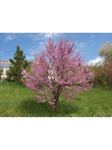 Cercis siliquastrum "Albero...