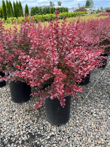 Berberis "Atropurpurea" in...