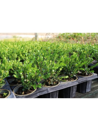 48 piante di Bosso "Buxus...