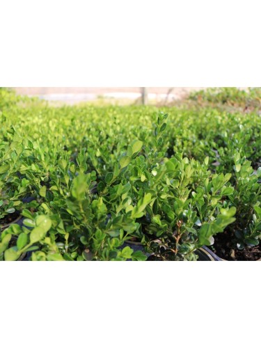 48 piante di Bosso "Buxus...