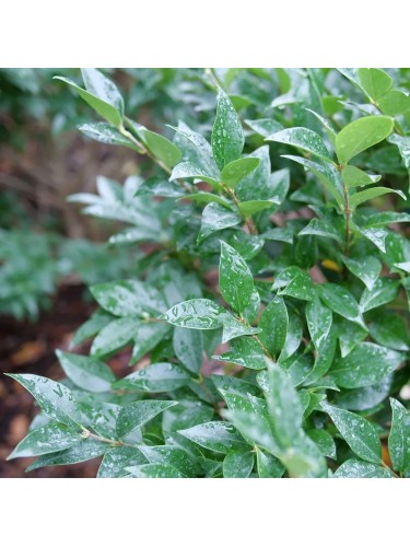 Ligustro comune "Ligustrum...