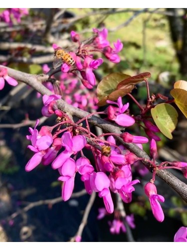 Cercis siliquastrum "Albero...