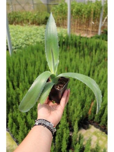 Agave blu "Agave americana"...