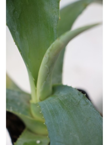 Agave blu "Agave americana"...