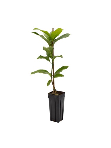 Magnolia grandiflora pianta...