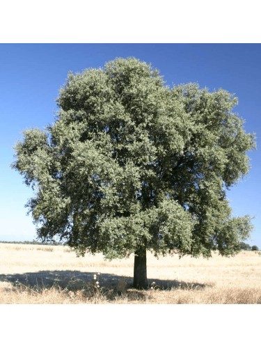 Leccio Elce "Quercus ilex"...