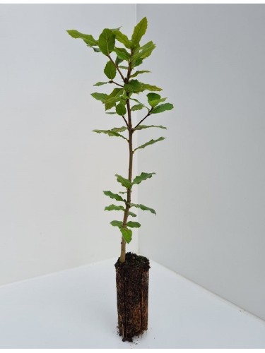 Leccio Elce "Quercus ilex"...