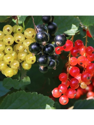 Offerta Set 3 Ribes:...