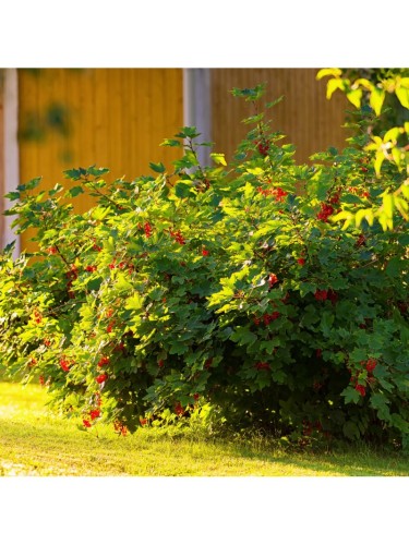 Offerta Set 3 Ribes:...