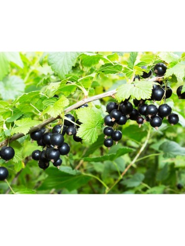 Offerta Set 3 Ribes:...