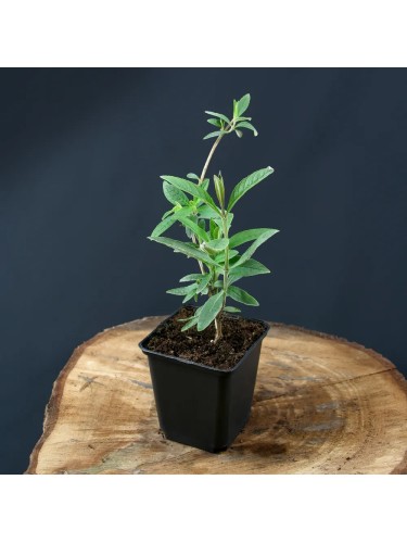 Buddleia davidii Empire...