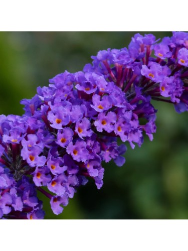 Buddleia davidii Empire...