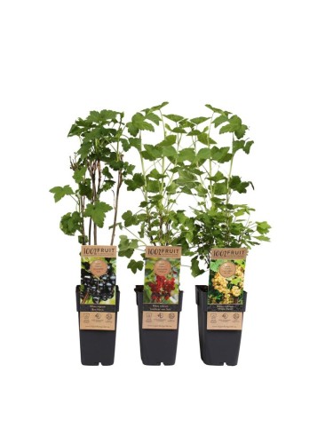 Offerta Set 3 Ribes:...