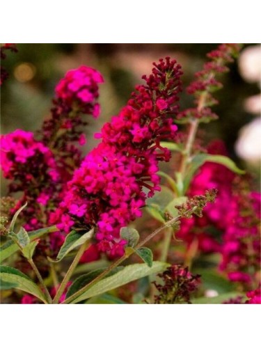 Buddleia davidii Buddleja...