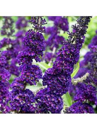 Buddleia davidii Buddleja...