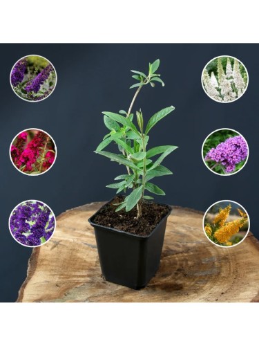 Buddleia davidii Buddleja...