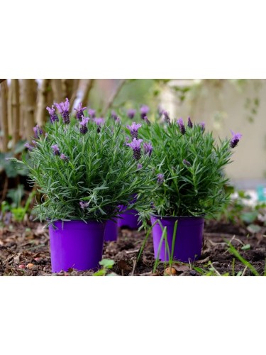 Lavanda "Lavandula...
