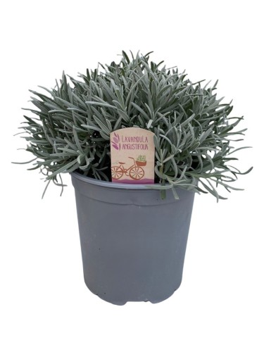 Lavanda "Lavandula...