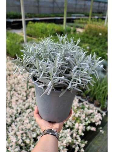 Lavanda "Lavandula...