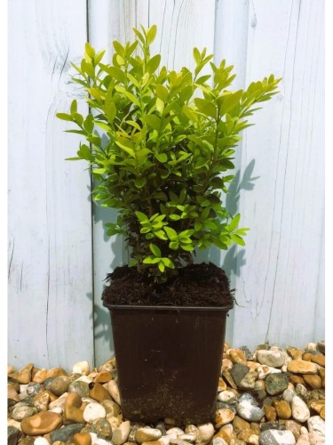 Bosso "Buxus Microphylla...