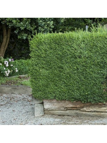 Bosso "Buxus Microphylla...