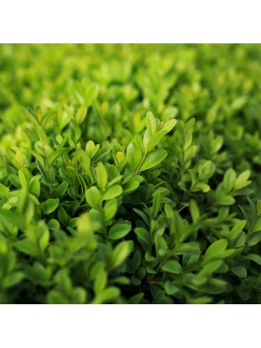 Bosso "Buxus Microphylla...
