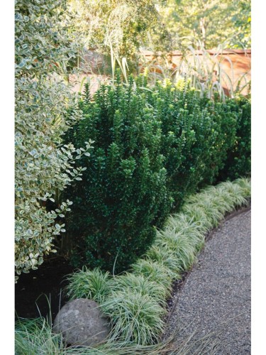 Evonimo "Euonymus japonicus...