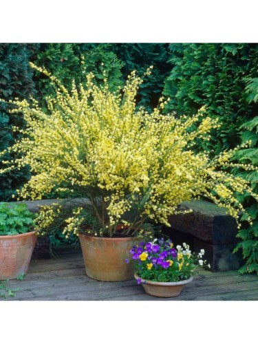 Ginestra Gialla "Cytisus...