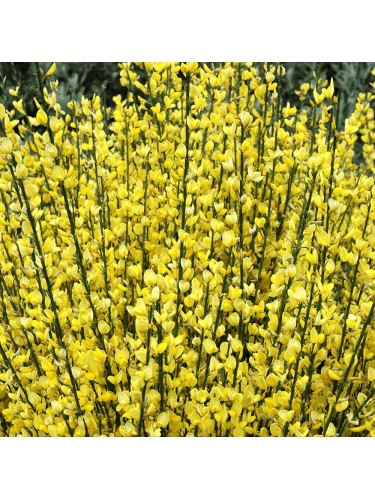 Ginestra Gialla "Cytisus...