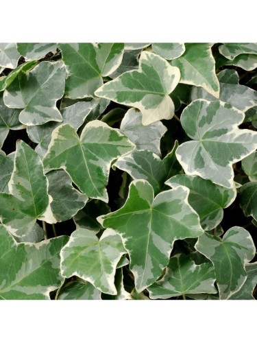 Edera variegata "Hedera...