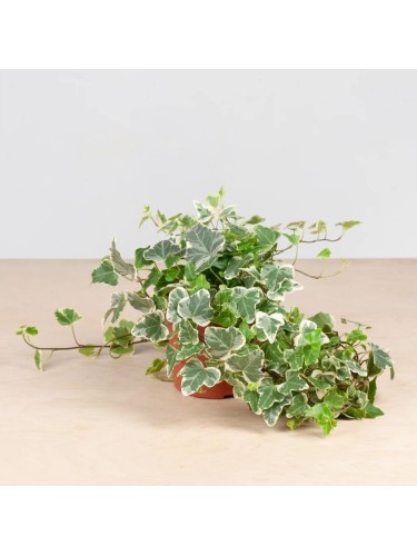 Edera variegata "Hedera...
