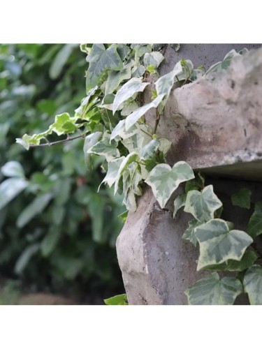 Edera variegata "Hedera...