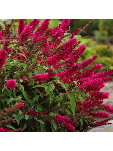 Buddleia davidii Royal Red...