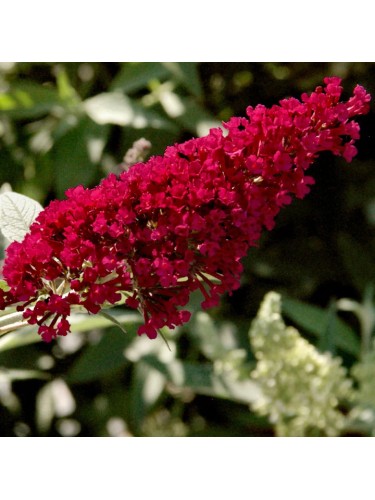 Buddleia davidii Royal Red...