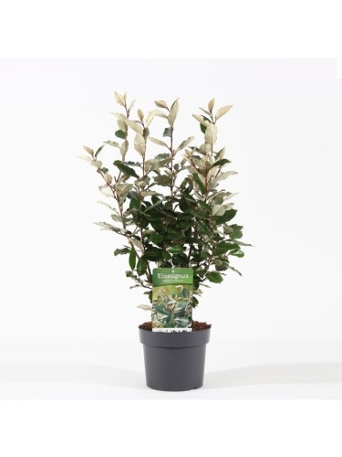 Eleagno "Eleagnus x...