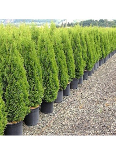 Tuia smeraldo "Thuja...