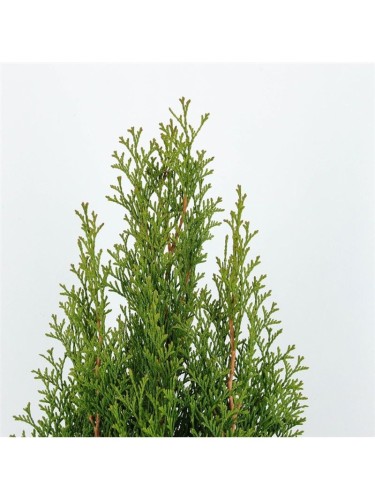 Tuia smeraldo "Thuja...