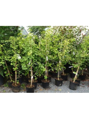 Ginkgo biloba pianta in...