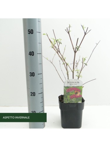 Buddleia davidii Royal Red...