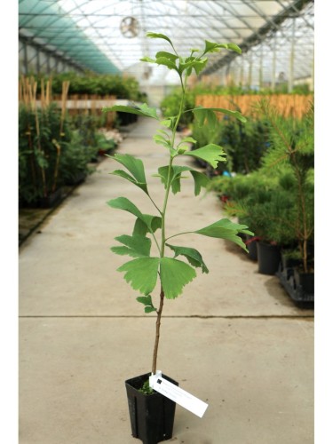 Ginkgo biloba pianta in...