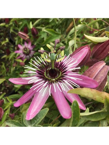 Passiflora Violacea pianta...