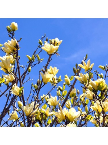 Magnolia gialla x...