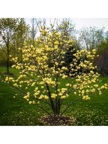 Magnolia gialla x...